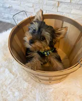 Full AKC Milo Yorkie Microchip, a male Yorkshire Terrier for sale in Schaumburg, IL – 2 of 10