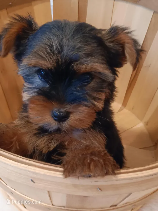 4 MOM Akc Yorkie Max – Yorkshire Terrier puppy for sale in Schaumburg, IL