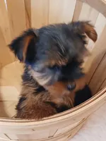 4 MOM Akc Yorkie Max, a male Yorkshire Terrier for sale in Schaumburg, IL – 8 of 10
