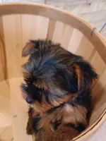 4 MOM Akc Yorkie Max, a male Yorkshire Terrier for sale in Schaumburg, IL – 5 of 10