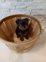 4 MOM Akc Yorkie Max, a male Yorkshire Terrier for sale in Schaumburg, IL – 7 of 10