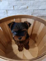 4 MOM Akc Yorkie Max, a male Yorkshire Terrier for sale in Schaumburg, IL – 4 of 10