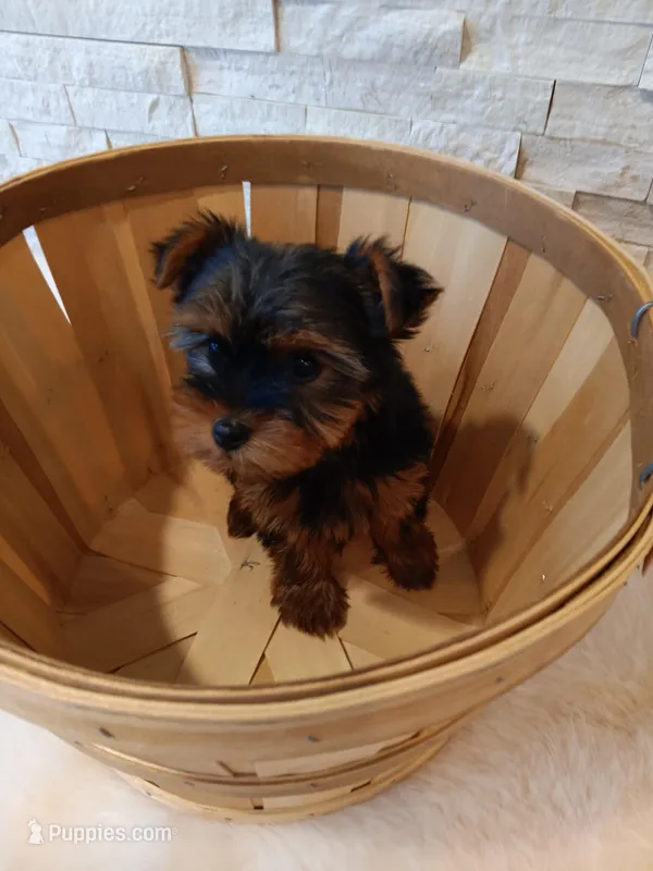 Full Akc Yorkie Max Microchip – Yorkshire Terrier puppy for sale in Schaumburg, IL