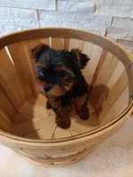 4 MOM Akc Yorkie Max, a male Yorkshire Terrier for sale in Schaumburg, IL – 3 of 10