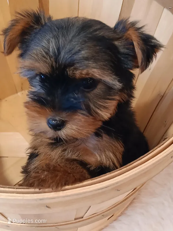 Full Akc Yorkie Max Microchip – Yorkshire Terrier puppy for sale in Schaumburg, IL