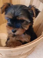 4 MOM Akc Yorkie Max, a male Yorkshire Terrier for sale in Schaumburg, IL – 9 of 10