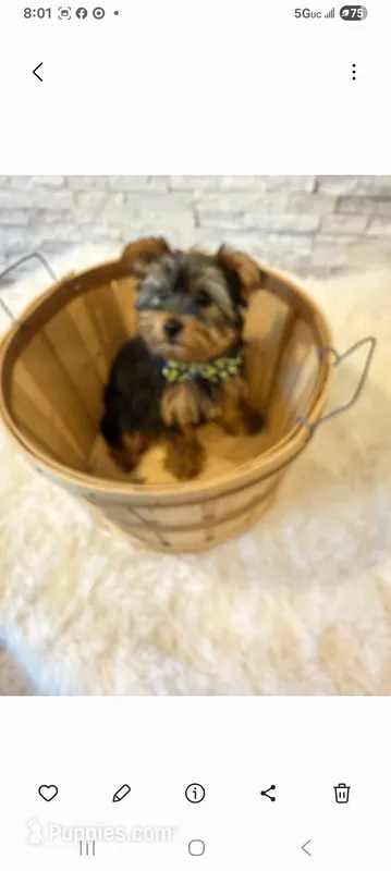 Full Akc Yorkie Buddy  Microchip – Yorkshire Terrier puppy for sale in Schaumburg, IL