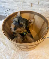 Full AKC Milo Yorkie Microchip, a male Yorkshire Terrier for sale in Schaumburg, IL – 5 of 10