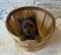 Full Akc Yorkie  Mia, a female Yorkshire Terrier for sale in Schaumburg, IL – 7 of 10