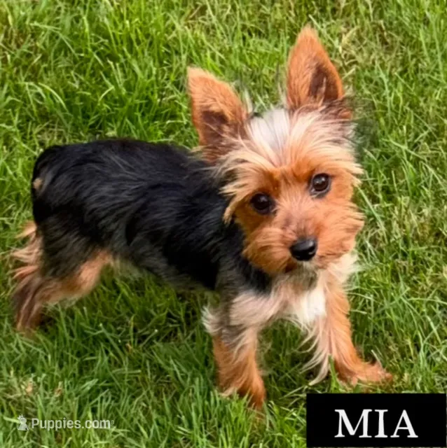 Full Akc Mia Microchip  – Yorkshire Terrier puppy for sale in Schaumburg, IL