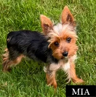 Full Akc Mia Microchip , a female Yorkshire Terrier for sale in Schaumburg, IL – 2 of 4