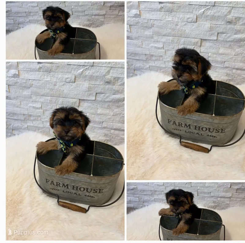 Full Akc Mia Microchip  – Yorkshire Terrier puppy for sale in Schaumburg, IL