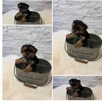 Full Akc Mia Microchip , a female Yorkshire Terrier for sale in Schaumburg, IL – 1 of 2