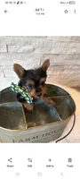 Full Akc Ace Teacup , a male Yorkshire Terrier for sale in Schaumburg, IL – 6 of 10