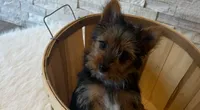 Full Akc Yorkie  Mia, a female Yorkshire Terrier for sale in Schaumburg, IL – 10 of 10