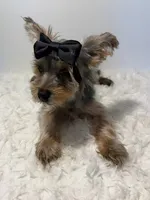 Full AKC Nemo Microchip, a male Yorkshire Terrier for sale in Schaumburg, IL – 2 of 9