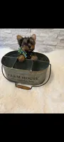 Full Akc Teacup Dolly, a female Yorkshire Terrier for sale in Schaumburg, IL – 5 of 10