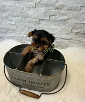 Full Akc Bella Teacup , a female Yorkshire Terrier for sale in Schaumburg, IL – 3 of 9