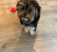 Full Akc Bella Microchip , a female Yorkshire Terrier for sale in Schaumburg, IL – 6 of 8