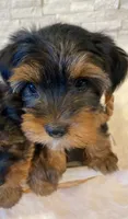 Full Akc Yorkie Nala  Microchi, a male Yorkshire Terrier for sale in Schaumburg, IL – Photo 3 of 4
