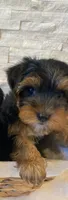 Full Akc Yorkie Nala  Microchi, a male Yorkshire Terrier for sale in Schaumburg, IL – Photo 2 of 4