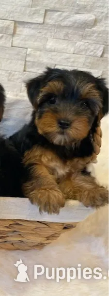 Full Akc Yorkie Nala  Microchi, a male Yorkshire Terrier for sale in Schaumburg, IL – Photo 4 of 4