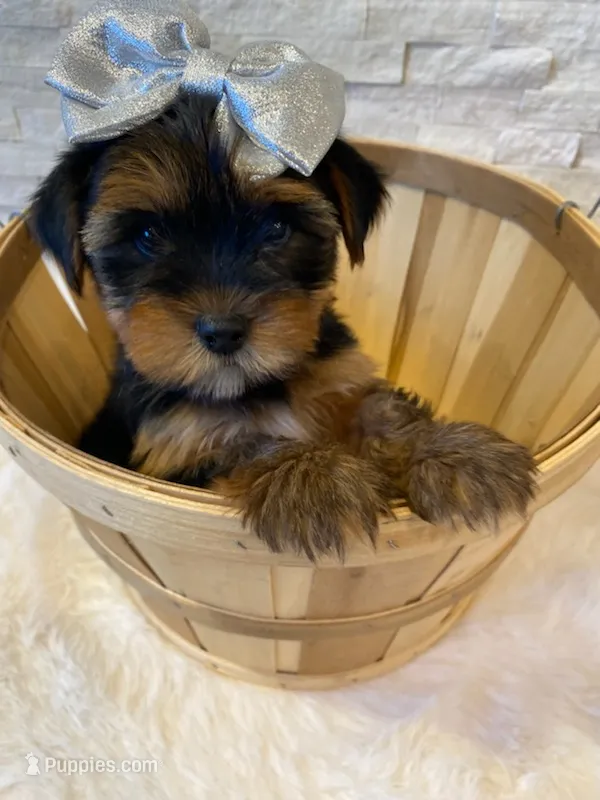 Full Akc Yorkie Nala  Microchi