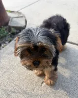 Full Akc Bella Microchip , a female Yorkshire Terrier for sale in Schaumburg, IL – 7 of 8