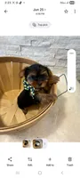 Full Akc Bella Teacup , a female Yorkshire Terrier for sale in Schaumburg, IL – 8 of 9