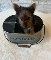 Full Akc Yorkie  Mia, a female Yorkshire Terrier for sale in Schaumburg, IL – 6 of 10