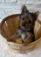 Full Akc Yorkie  Mia, a female Yorkshire Terrier for sale in Schaumburg, IL – 3 of 10