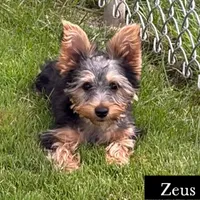 Full AKC Zeus Microchip, a male Yorkshire Terrier for sale in Schaumburg, IL – 3 of 4