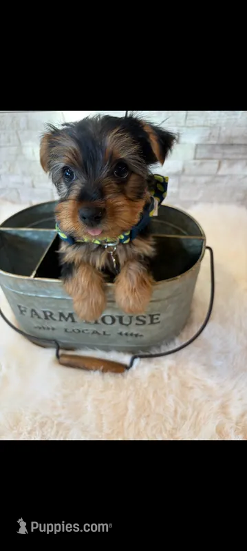 Full Akc Finn – Yorkshire Terrier puppy for sale in Schaumburg, IL