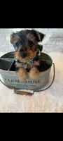 Full Akc Finn, a male Yorkshire Terrier for sale in Schaumburg, IL – 3 of 10
