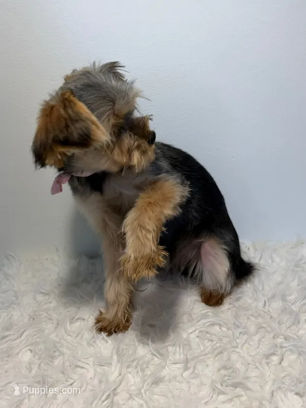 Full Akc Simba  – Yorkshire Terrier puppy for sale in Schaumburg, IL