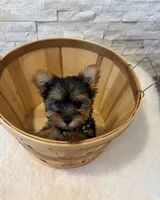 Full Akc Teacup Dolly, a female Yorkshire Terrier for sale in Schaumburg, IL – 8 of 10