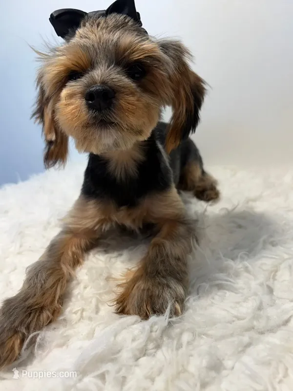 Full Akc Simba  – Yorkshire Terrier puppy for sale in Schaumburg, IL