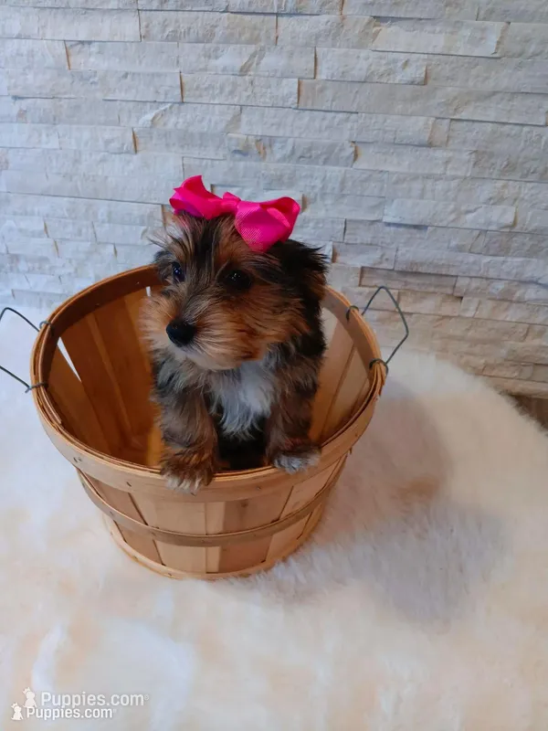 Bella Yorkie Microchip – Yorkshire Terrier puppy for sale in Schaumburg, IL