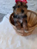 Bella Yorkie Microchip, a female Yorkshire Terrier for sale in Schaumburg, IL – Photo 5 of 9