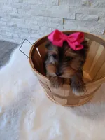 Bella Yorkie Microchip, a female Yorkshire Terrier for sale in Schaumburg, IL – Photo 7 of 9
