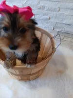 Bella Yorkie Microchip, a female Yorkshire Terrier for sale in Schaumburg, IL – Photo 6 of 9