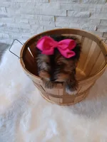 Bella Yorkie Microchip, a female Yorkshire Terrier for sale in Schaumburg, IL – Photo 8 of 9
