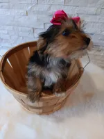 Bella Yorkie Microchip, a female Yorkshire Terrier for sale in Schaumburg, IL – Photo 3 of 9