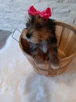 Bella Yorkie Microchip, a female Yorkshire Terrier for sale in Schaumburg, IL – Photo 4 of 9