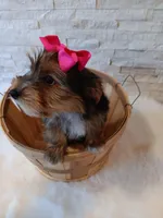 Bella Yorkie Microchip, a female Yorkshire Terrier for sale in Schaumburg, IL – Photo 2 of 9