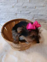 4 MOM Bella Yorkie, a female Yorkshire Terrier for sale in Schaumburg, IL – 8 of 8