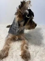 Full AKC Nemo Microchip, a male Yorkshire Terrier for sale in Schaumburg, IL – 5 of 9