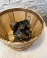Full Akc Luna Teacup , a female Yorkshire Terrier for sale in Schaumburg, IL – 6 of 10