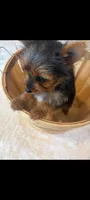 Full Akc Teacup Chloe , a female Yorkshire Terrier for sale in Schaumburg, IL – 10 of 10