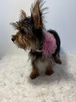 Bella, a female Yorkshire Terrier for sale in Schaumburg, IL – 3 of 7